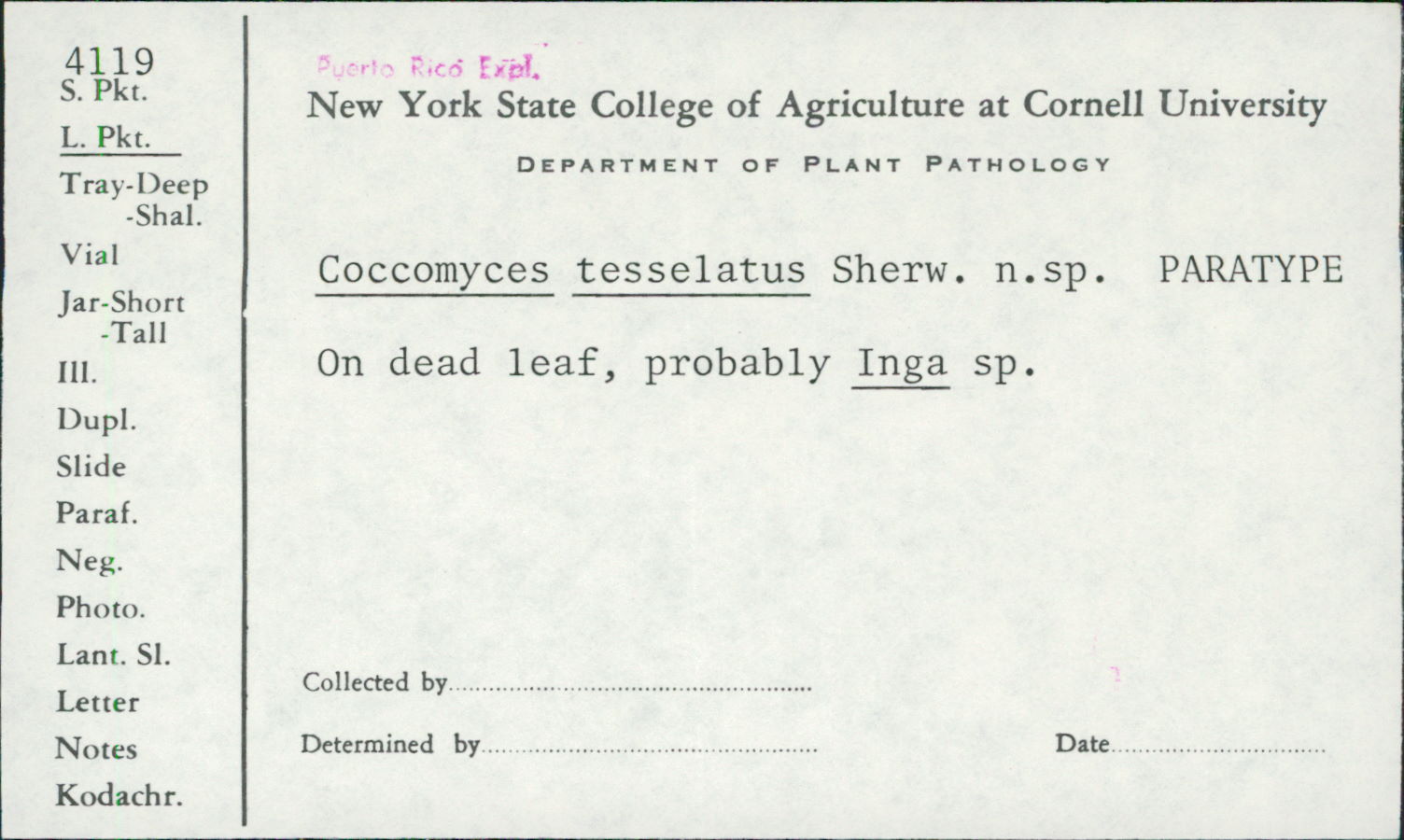 Coccomyces tesselatus image