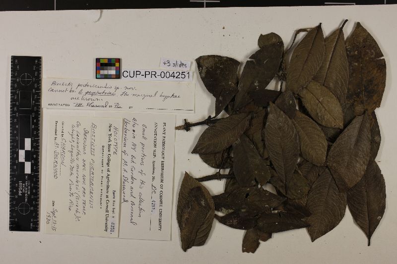 Biostictis image
