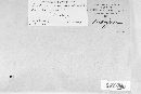Melampsorella cerastii image