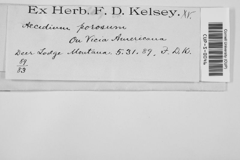 Aecidium porosum image