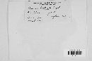 Bremia lactucae image