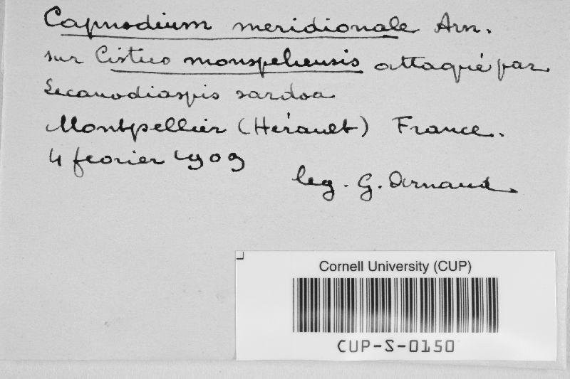 Capnodium image