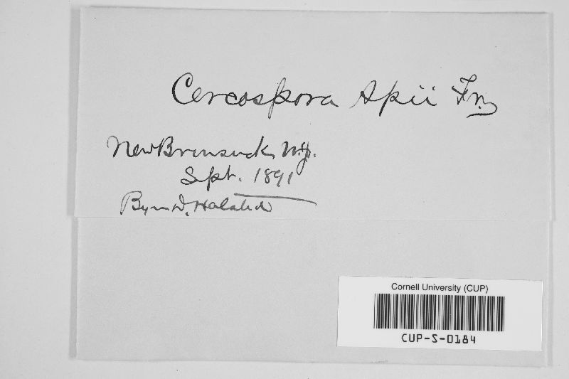 Cercospora apii image