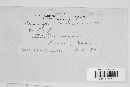 Mycosphaerella millegrana image