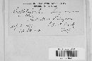 Colletotrichum lagenarium image