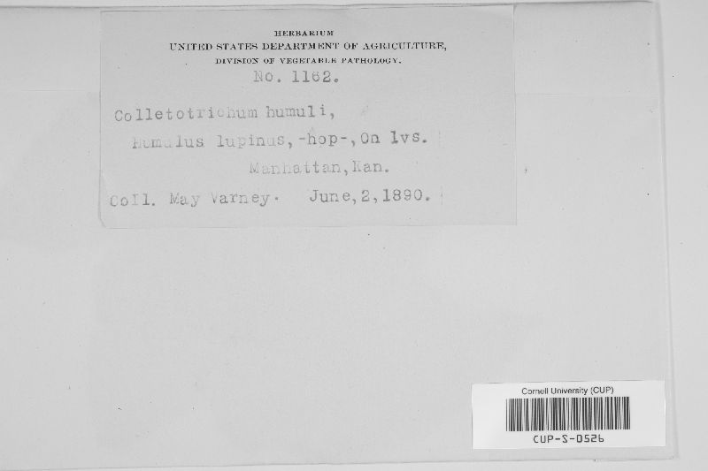 Colletotrichum humuli image