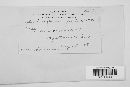 Mycosphaerella fraxini image