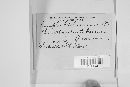 Golovinomyces cichoracearum image