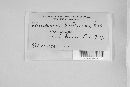 Glomerella cingulata image