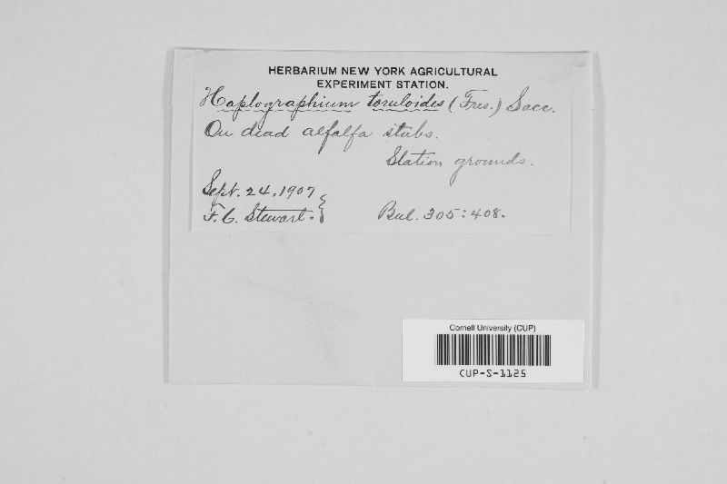 Dendryphion toruloides image