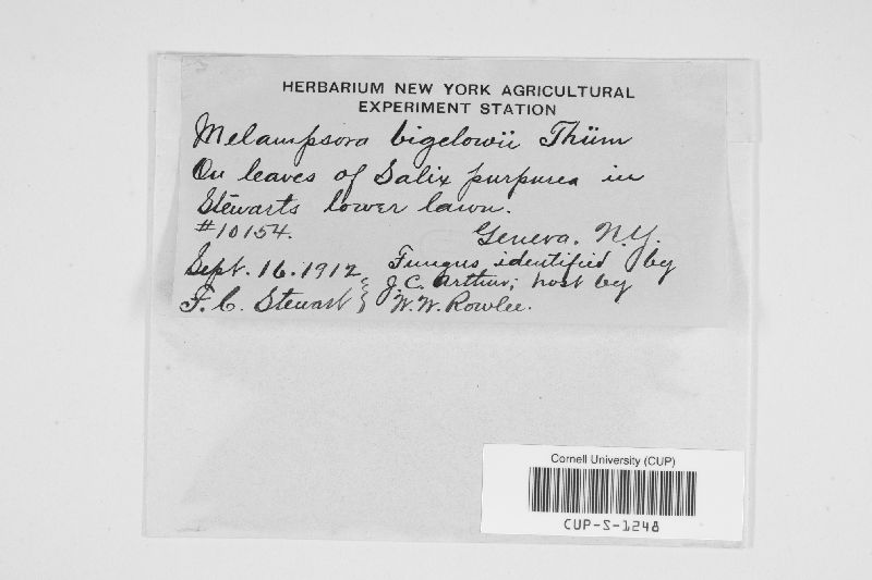 Melampsora bigelowii image