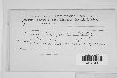 Melampsora lini image