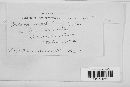 Melampsora populina image