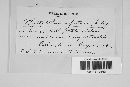 Phytophthora infestans image