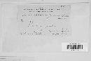Microsphaera quercina image