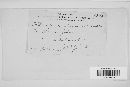 Phloeospora ulmi image