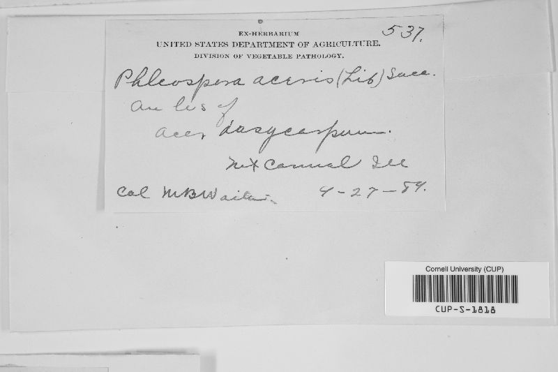 Phloeospora aceris image