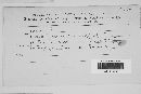 Tranzschelia pruni-spinosae image