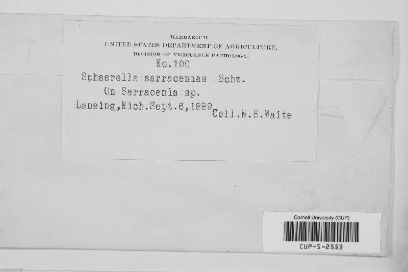 Davidiella sapindi image
