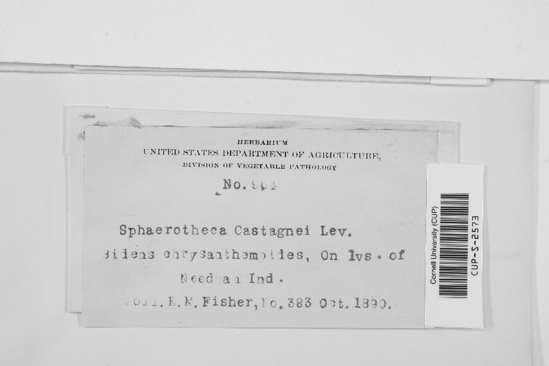 Sphaerotheca castagnei image