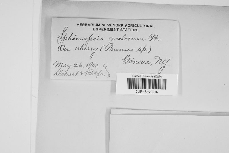 Botryosphaeria stevensii image