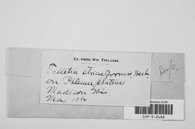 Tilletia image