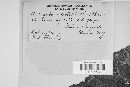 Erysiphe necator image