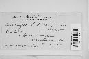 Uromyces hedysari-paniculati image