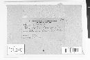 Phellinus igniarius image