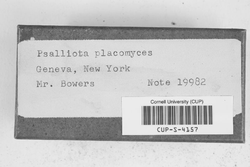 Agaricus placomyces var. placomyces image