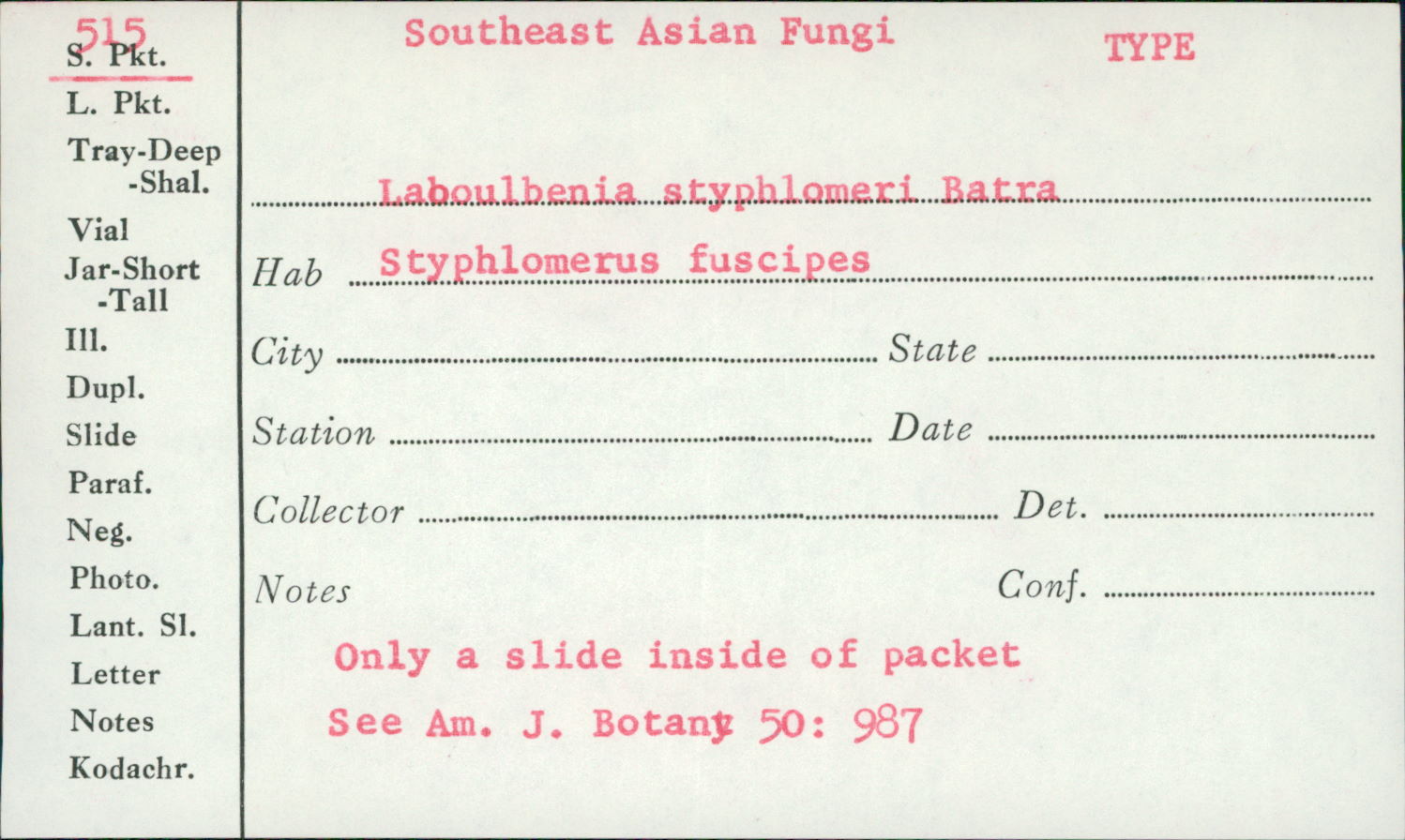 Laboulbenia styphlomeri image