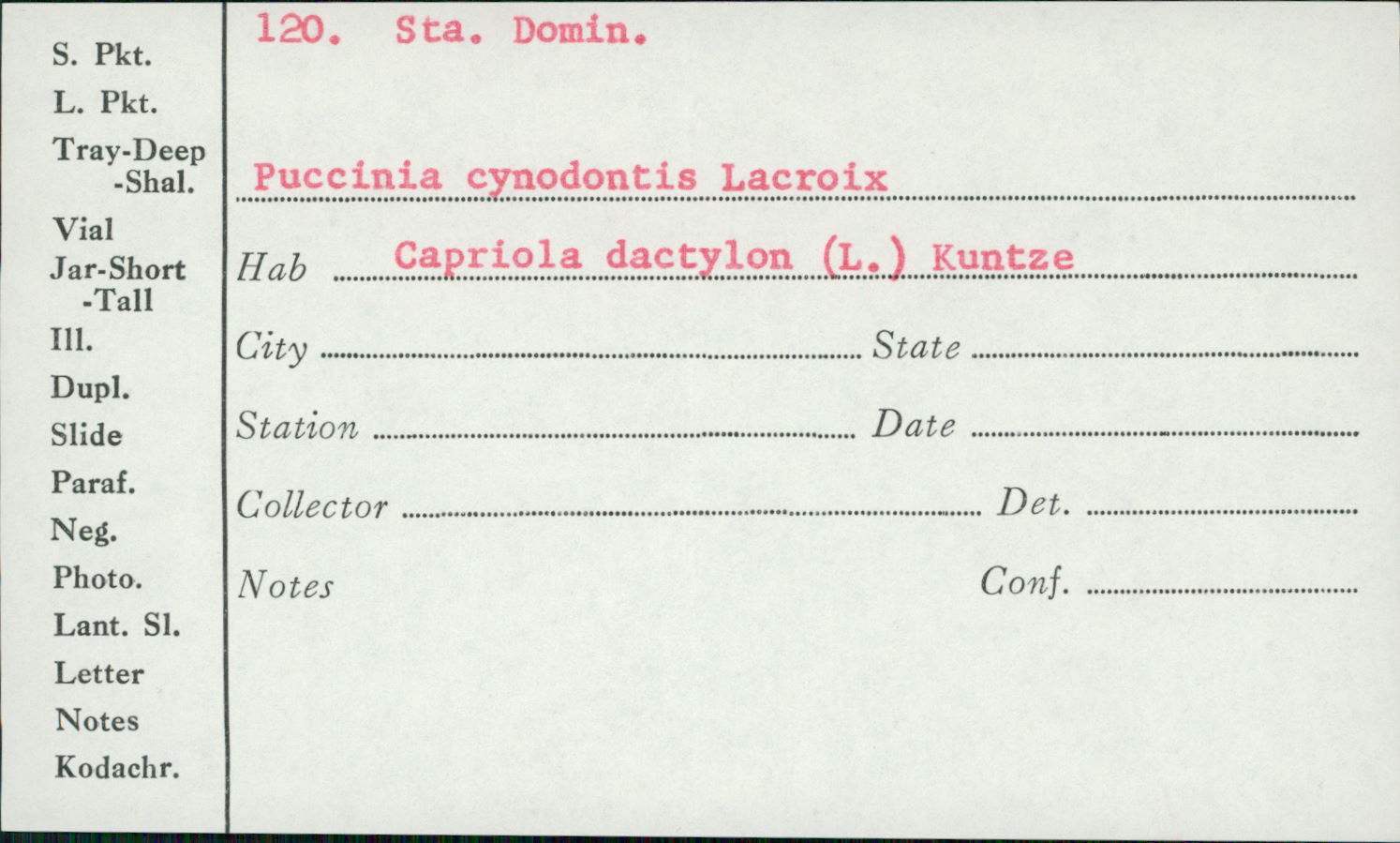 Puccinia cynodontis image