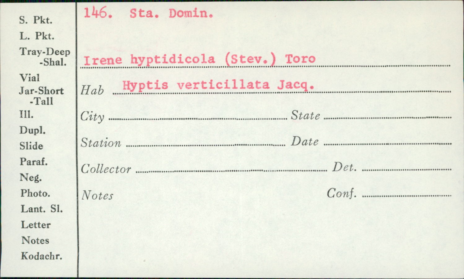 Irene hyptidicola image