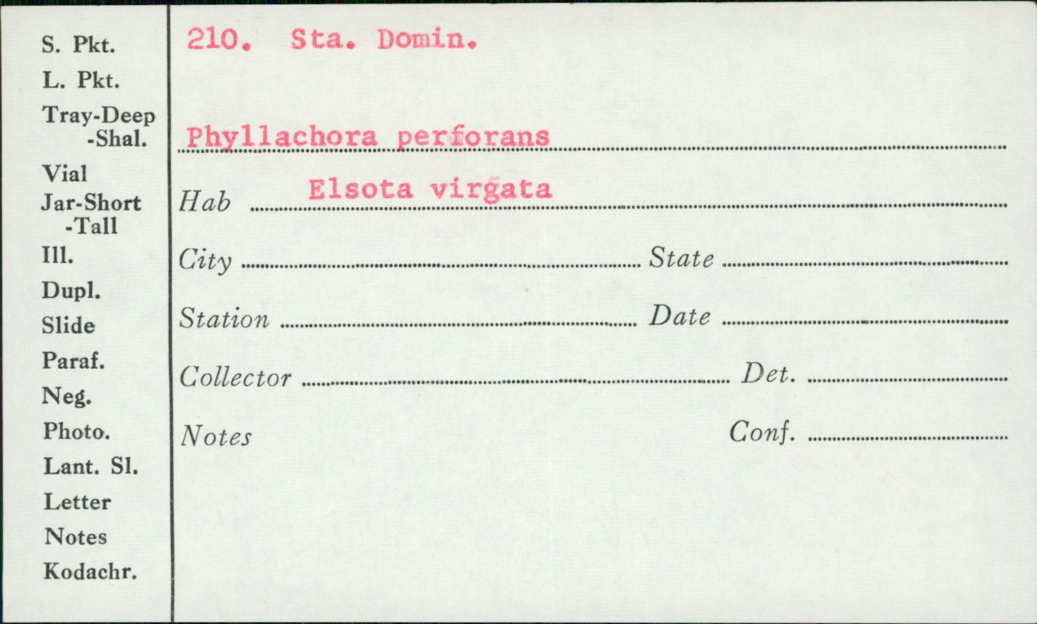 Phyllachora perforans image