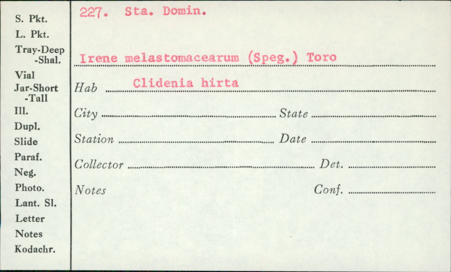 Irene melastomacearum image