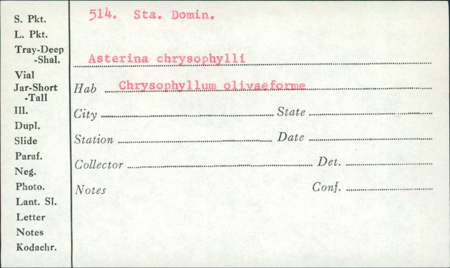 Asterina chrysophylli image