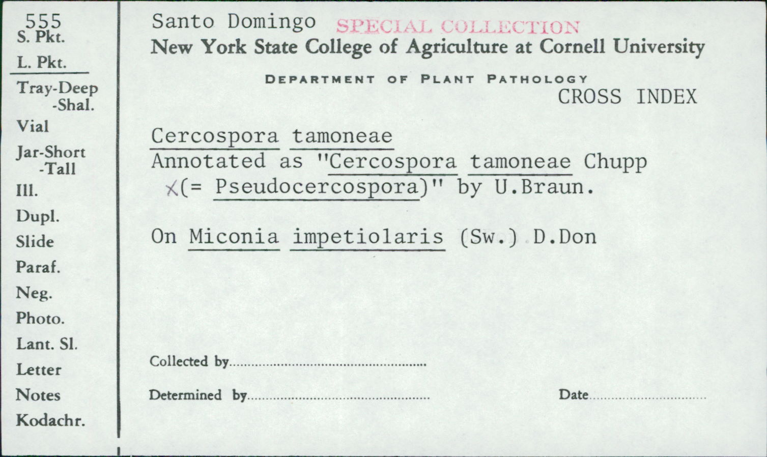 Pseudocercospora tamoneae image