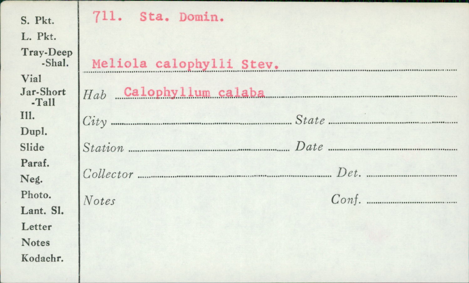 Meliola calophylli image