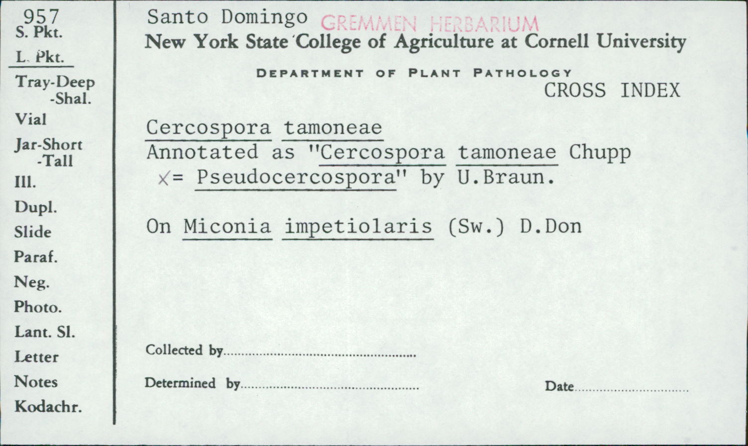 Pseudocercospora tamoneae image