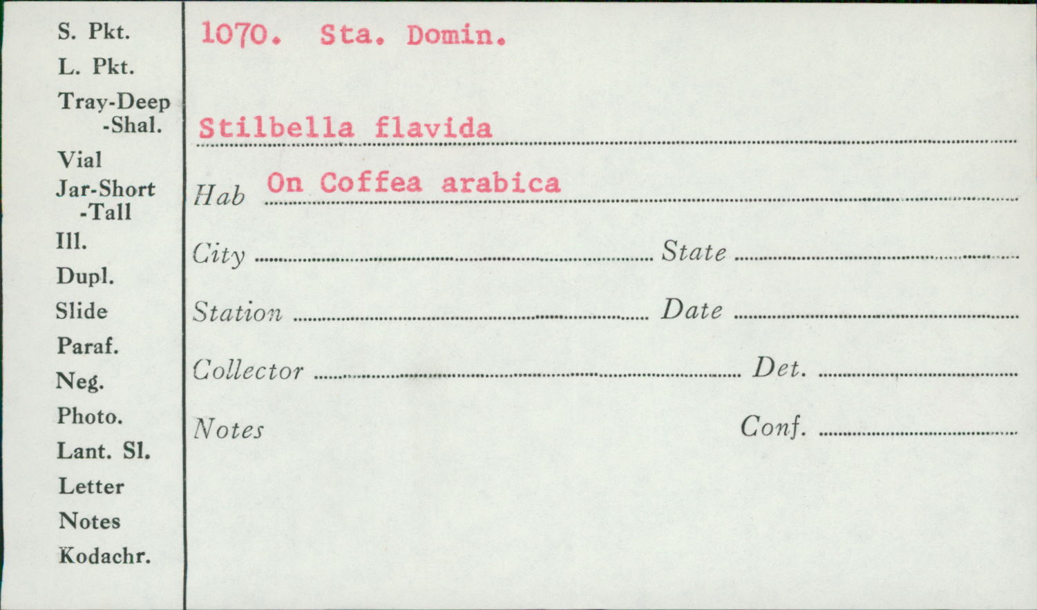Stilbella image