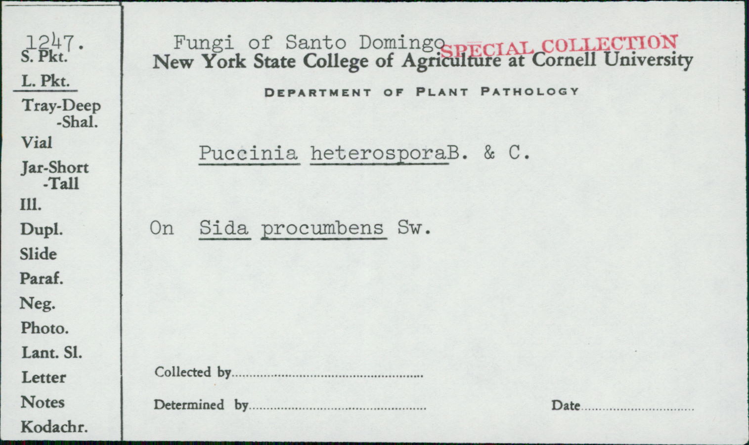 Puccinia heterospora image