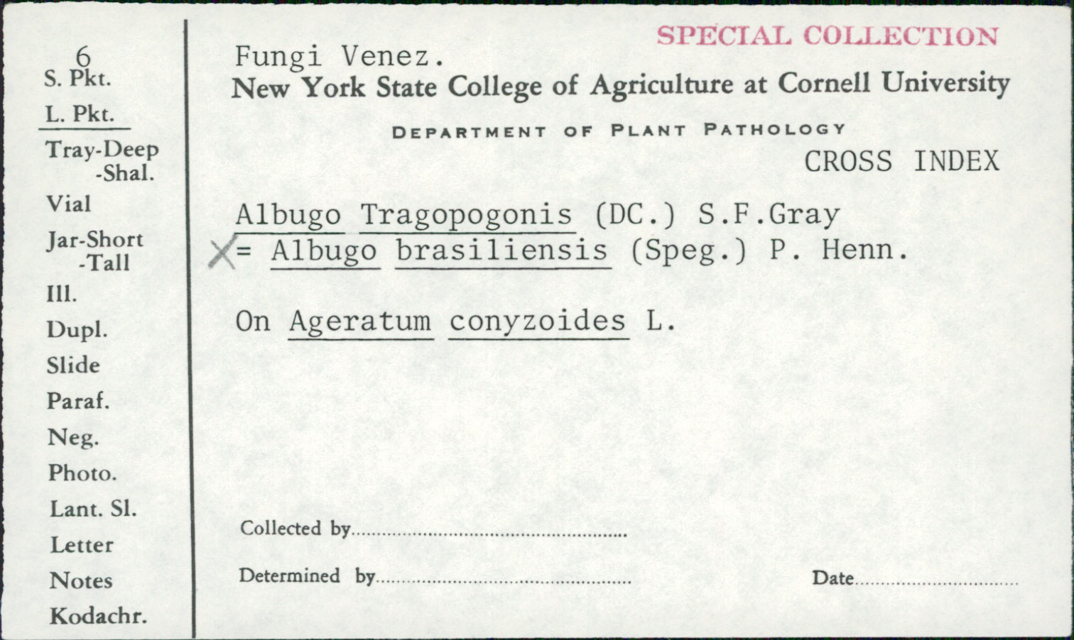 Albugo tragopogonis image