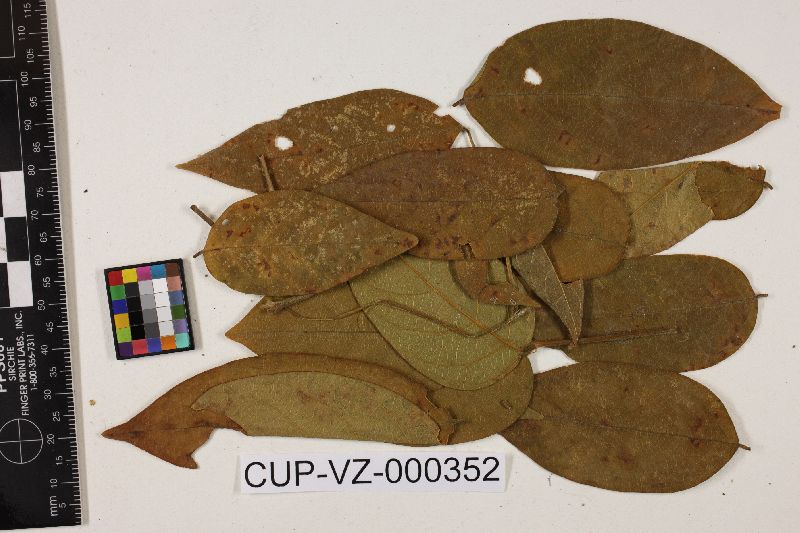 Cercospora meibomiae image