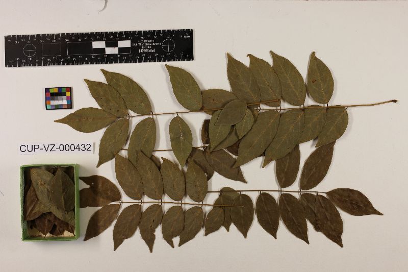 Pucciniopsis lonchocarpi image