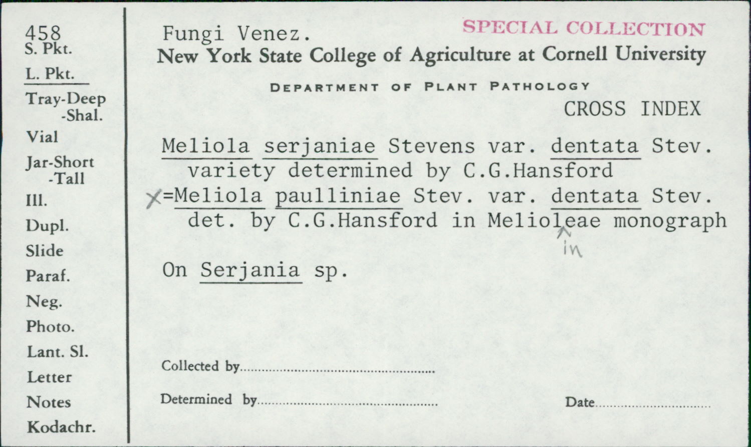 Meliola paulliniae var. dentata image