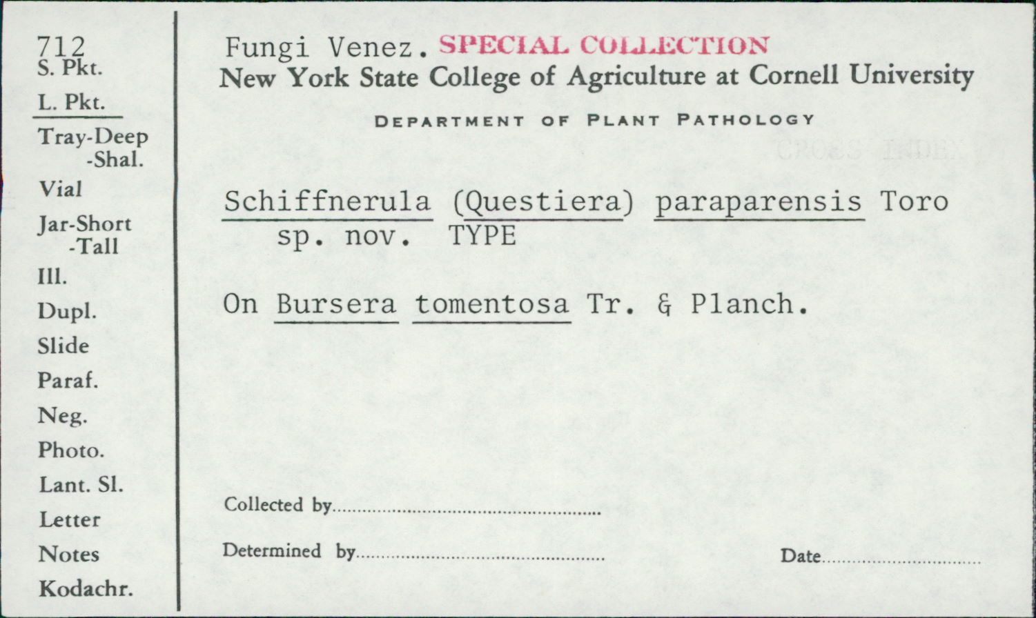 Schiffnerula paraparensis image
