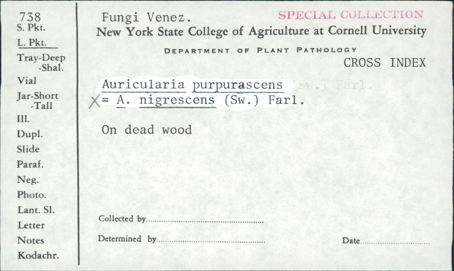 Auricularia nigrescens image