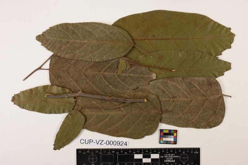 Meliola motatanensis image