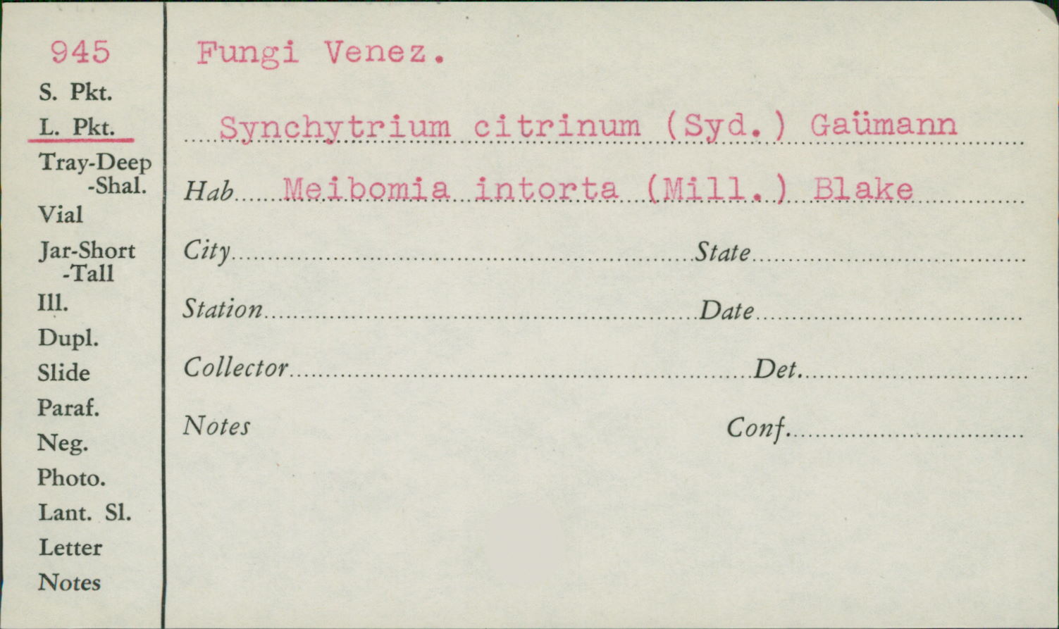 Synchytrium citrinum image