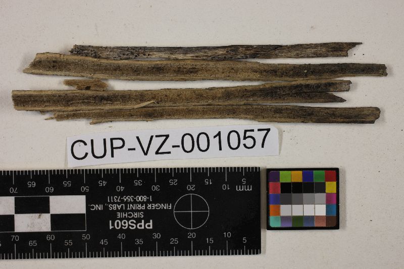 Leptosporella andina image